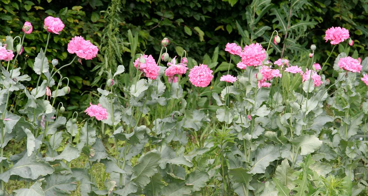 Pavots