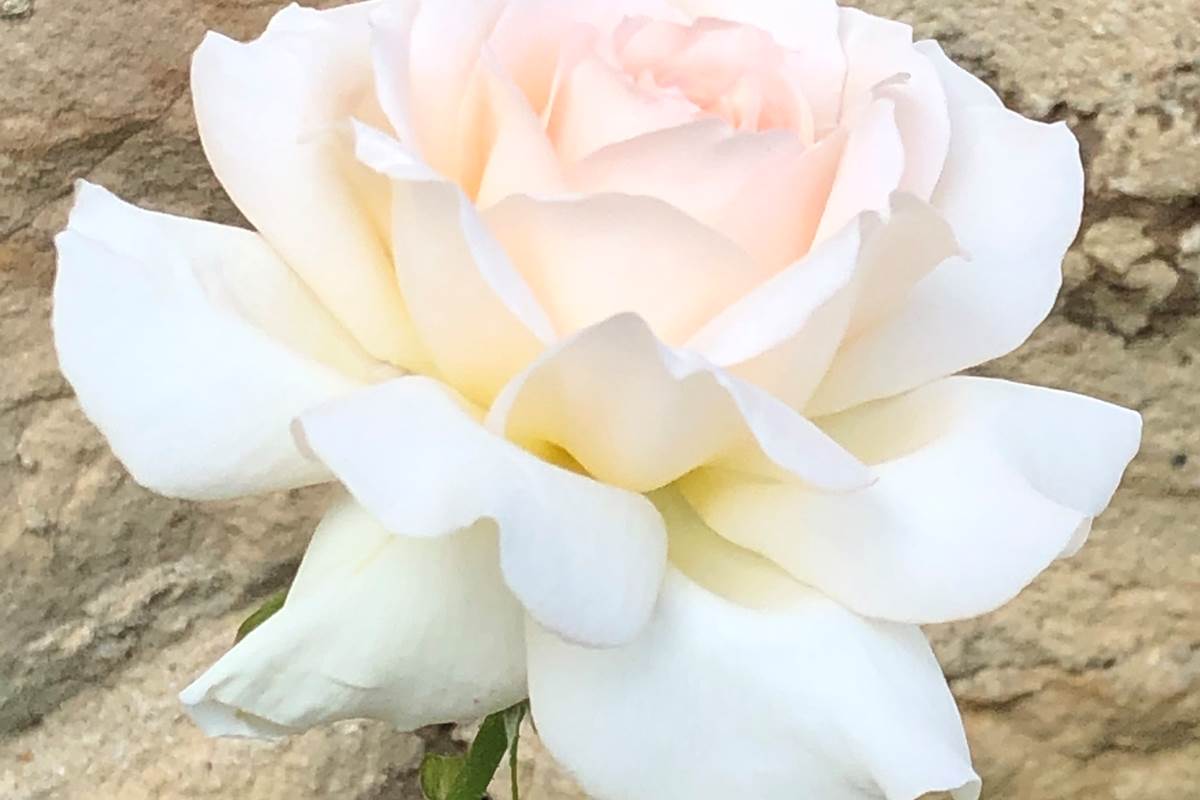 Le Clos Saint Lubin - Les fleurs