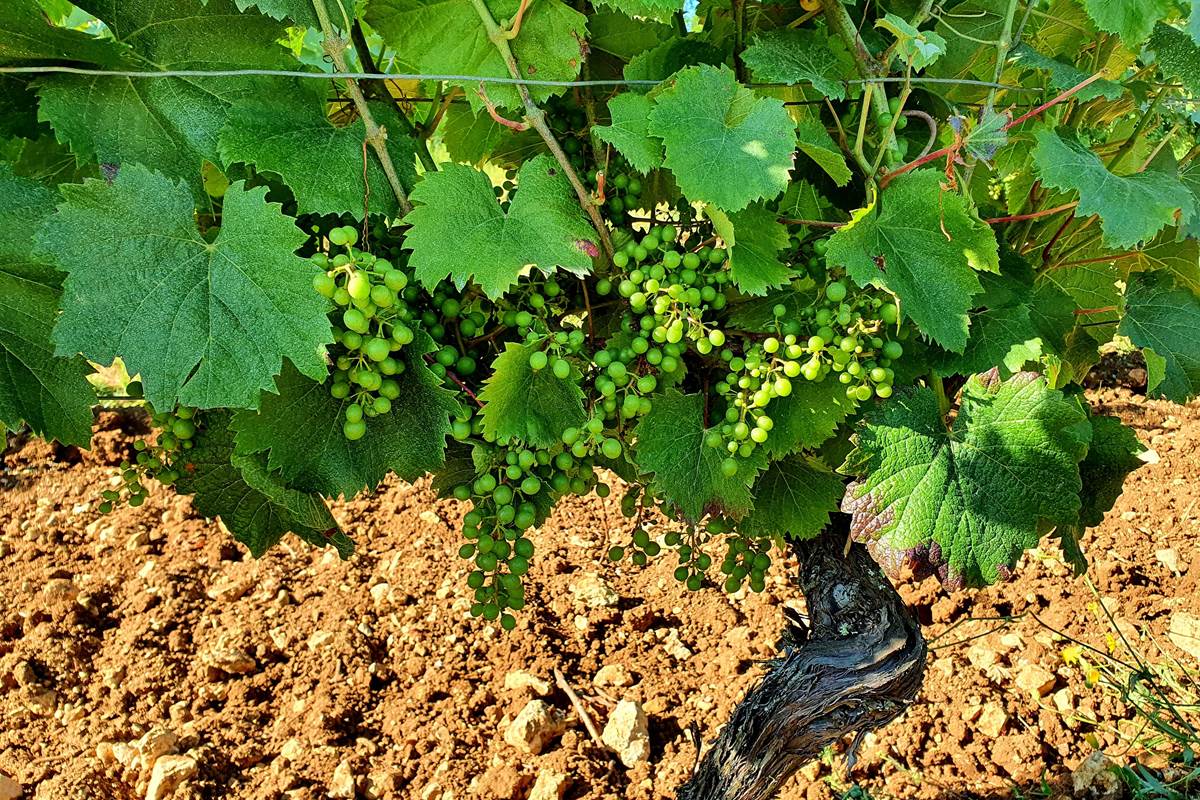 Vigne en juillet, la véraison n'a pas encore été faite.