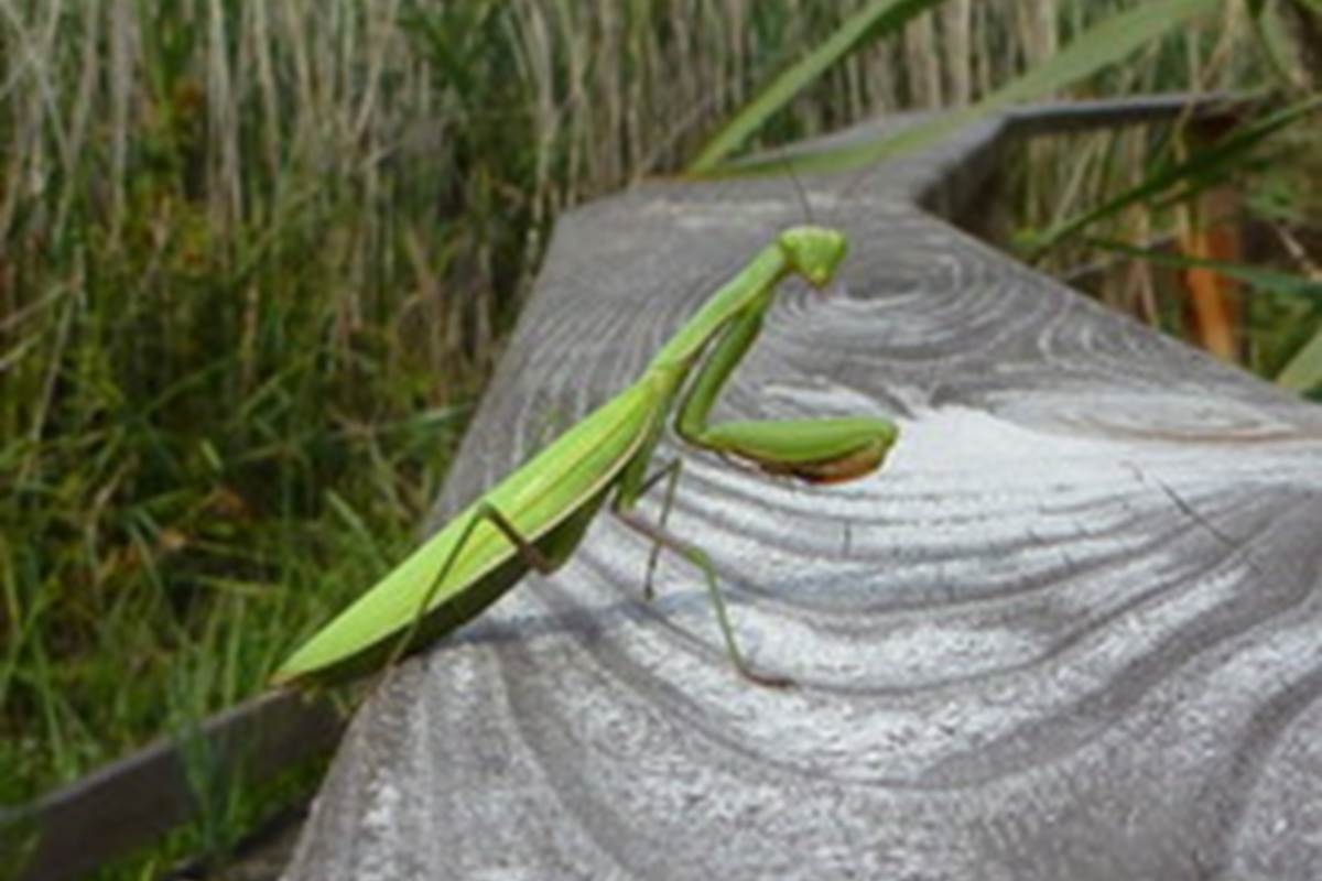 Mante