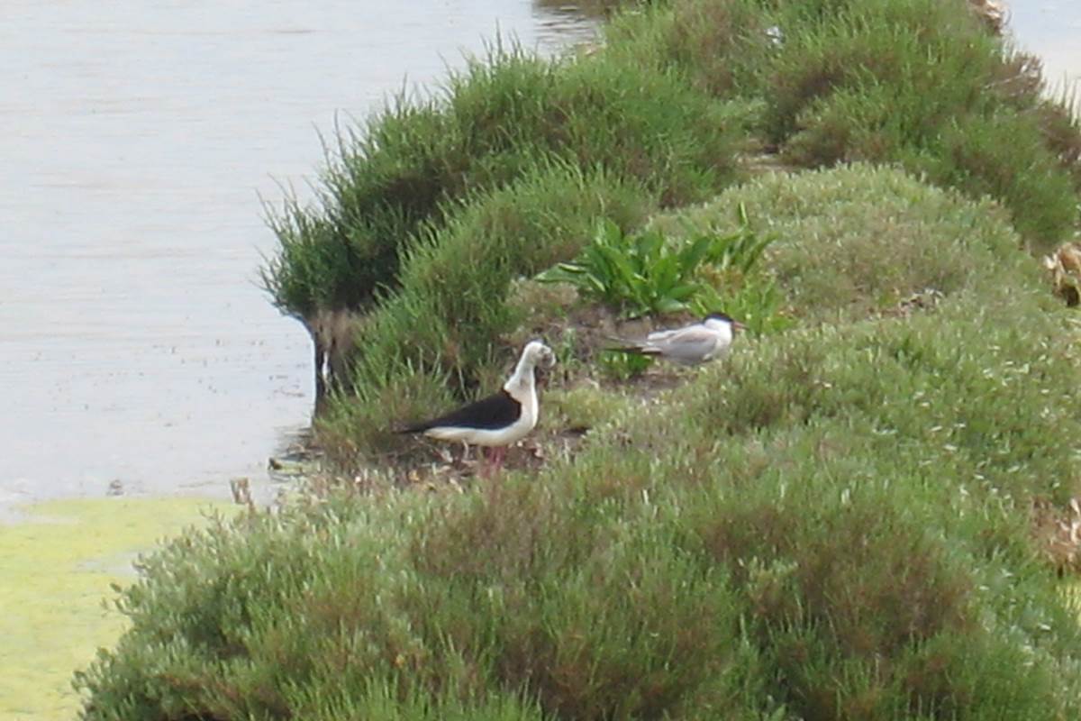 Oiseaux