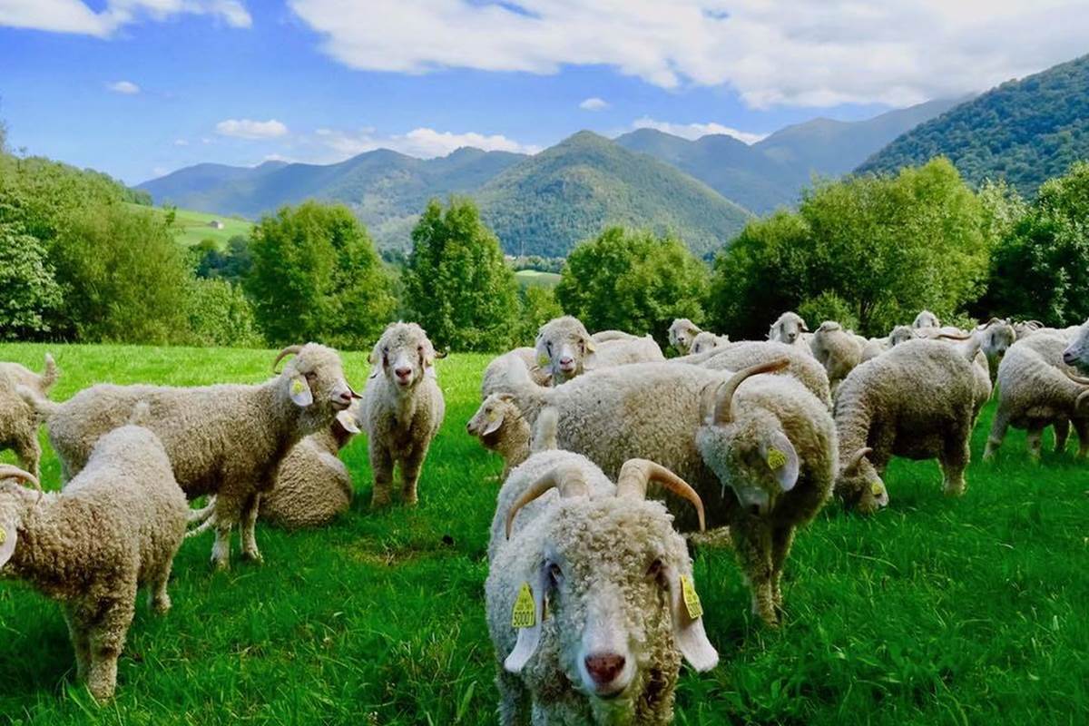 fermes-petits-producteurs-mohair