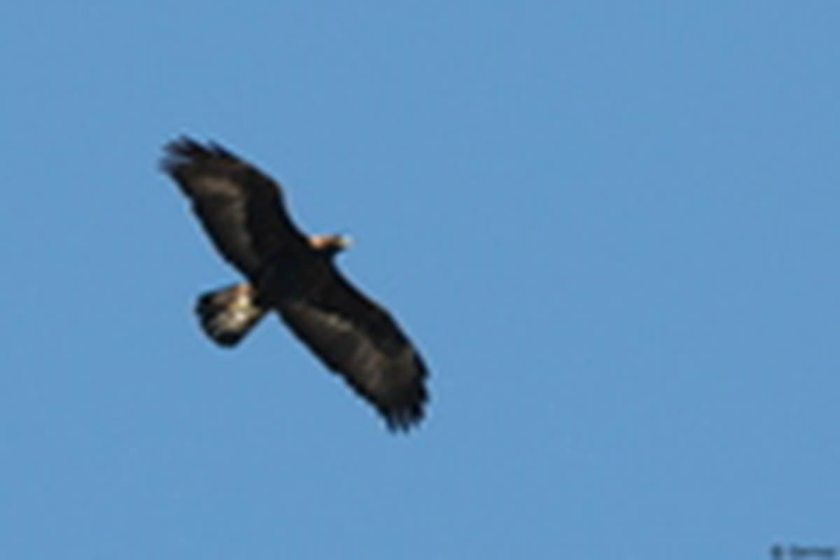 aigle_royal-th