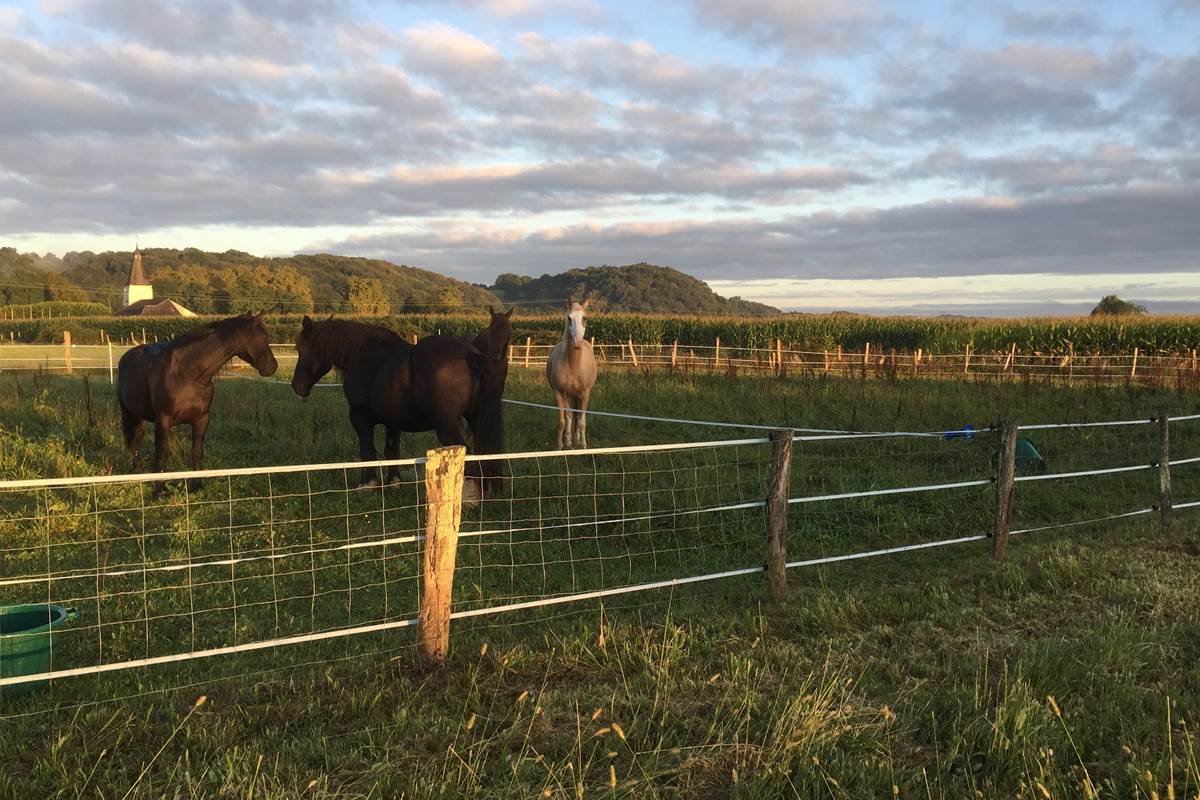 horses horse-riding