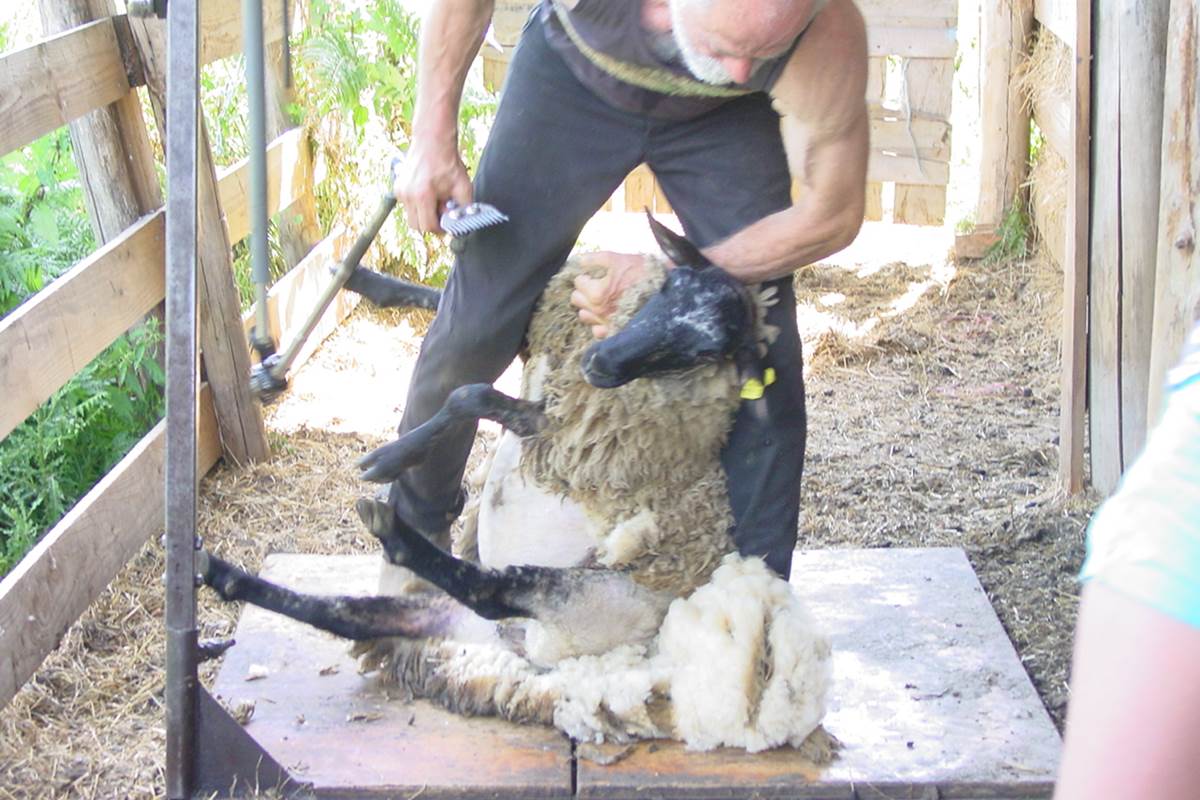 demonstratie schapen scheren
