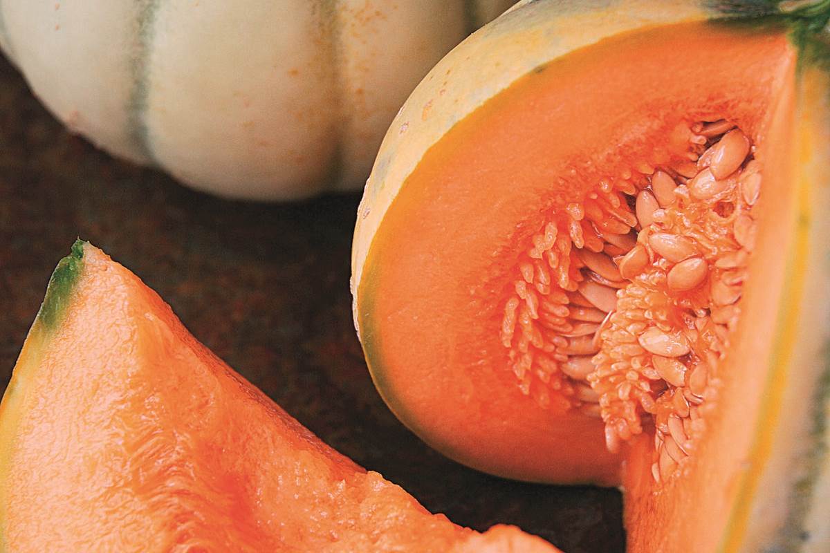 melon du quercy