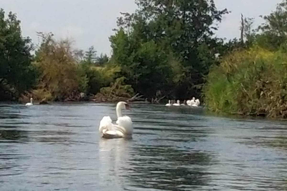 Cygnes des marais de la Touques