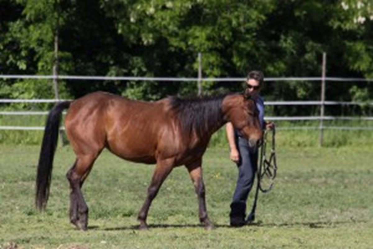 BALADE CHEVAL