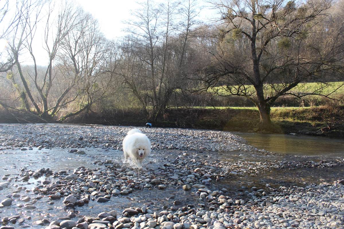 68 pêche Béarn Pyrénées chien admis