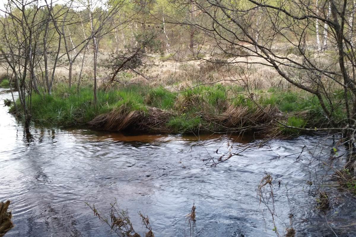 Ruisseau sauvage, gîtes à Royère de Vassivière