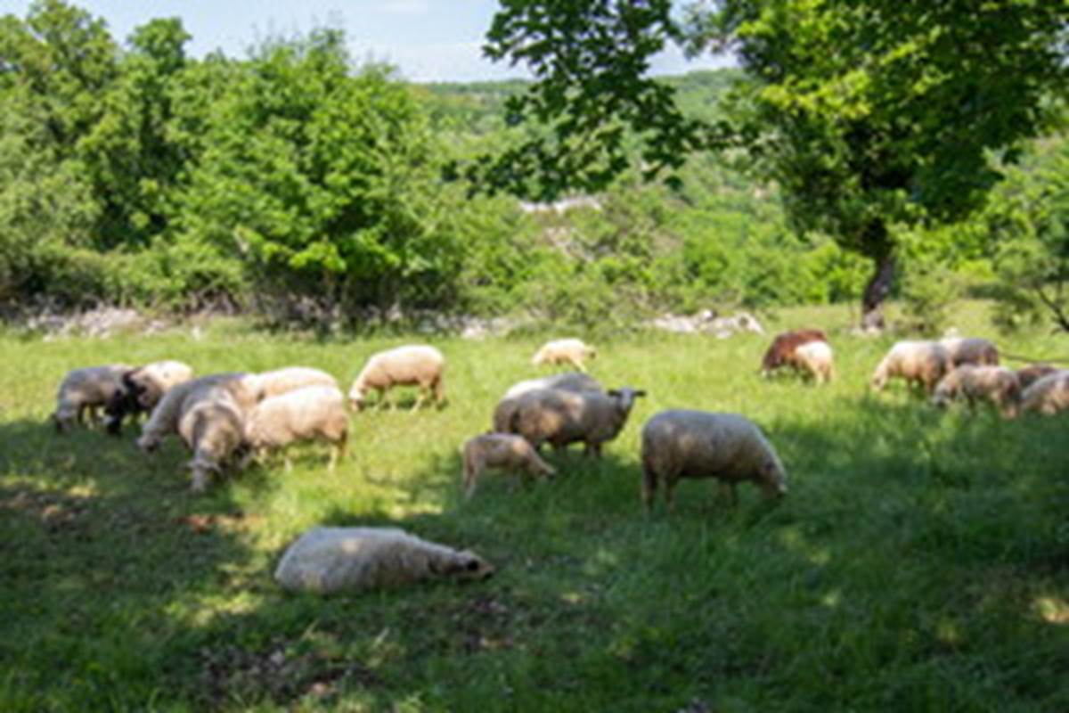 Moutons sur le Causse