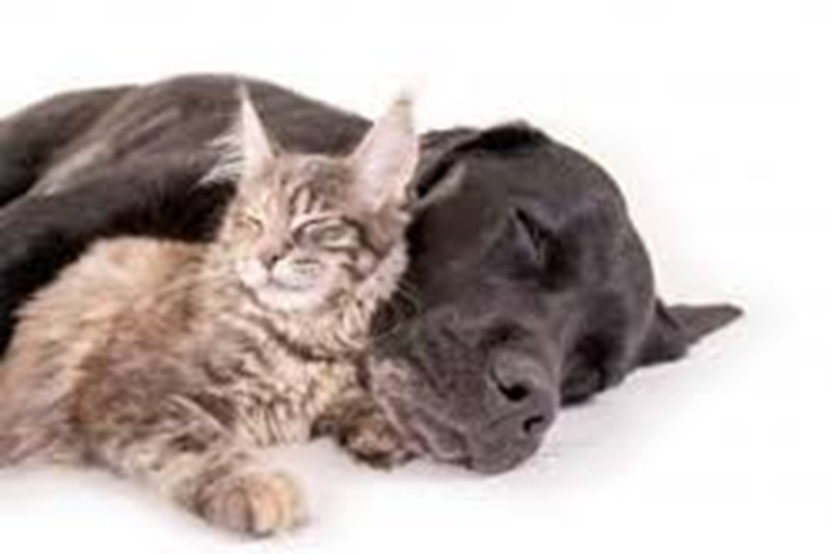 animaux