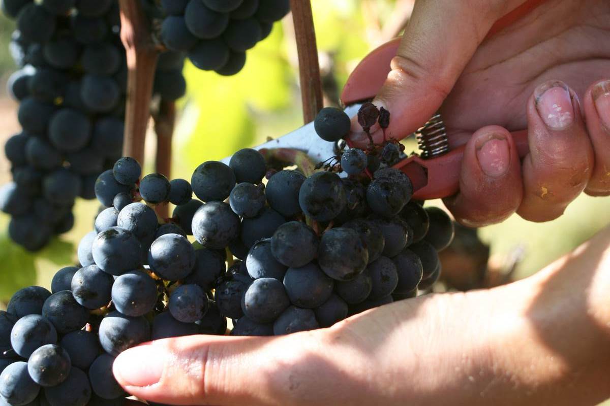 vendanges - lot