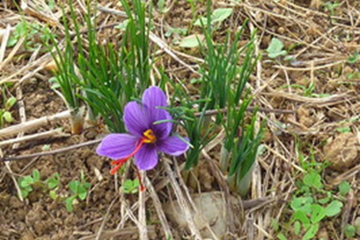 crocus