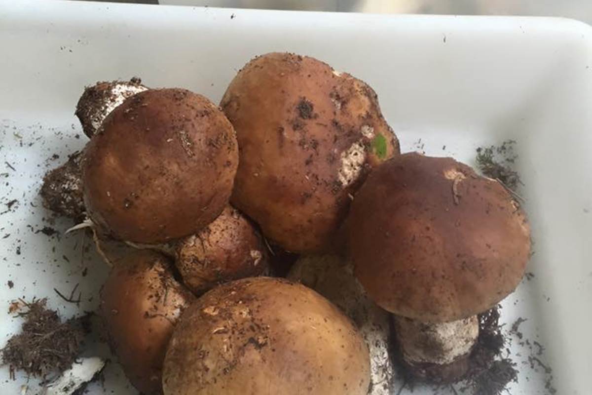 Saison des champignons