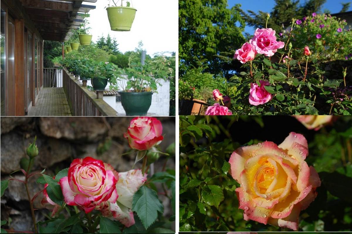 mois de juin un bouquet de roses au Ranch des Lacs 87120