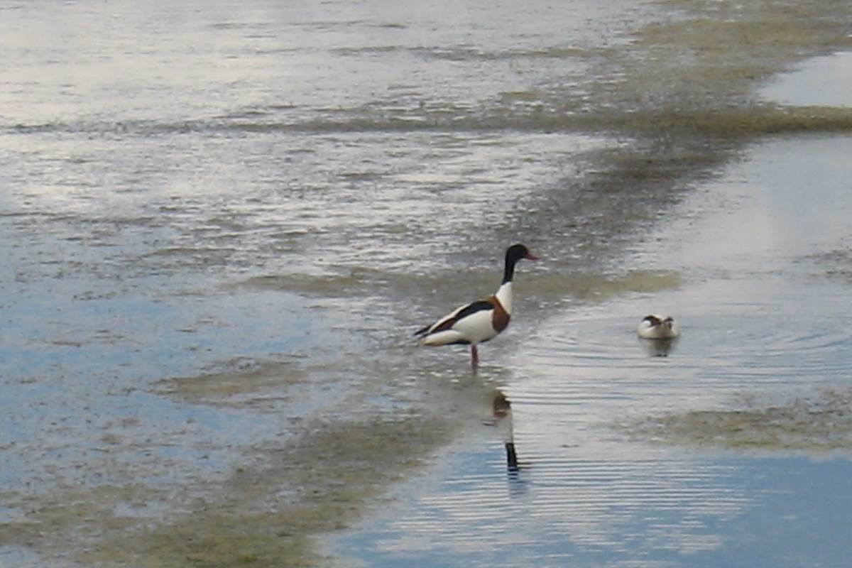 Canard