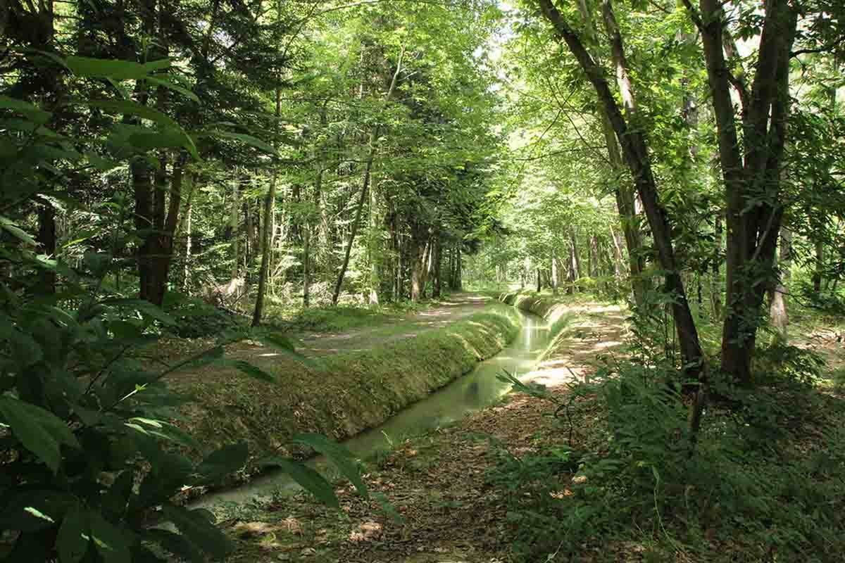 Cardeilhac, forêt, ©OTI Coeur & Coteaux Comminges