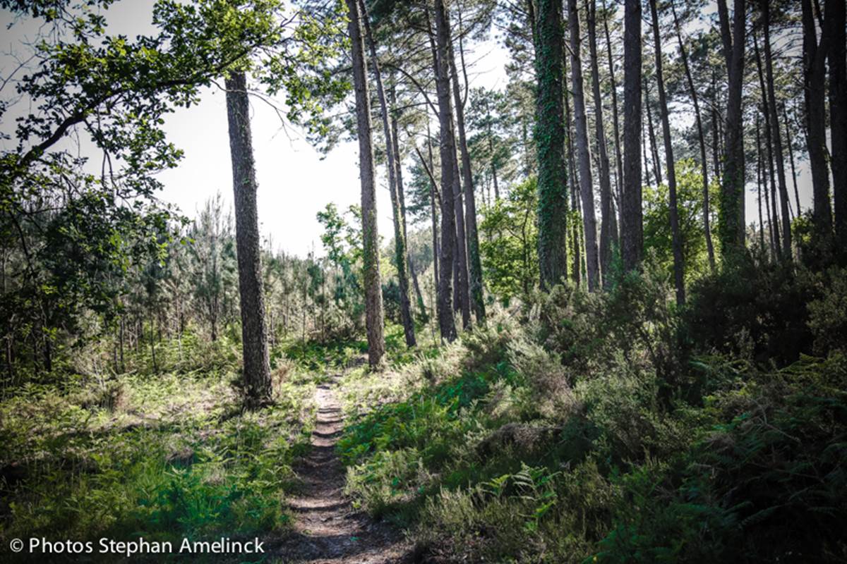 Sentier de randonnée le long du courant d'Huchet