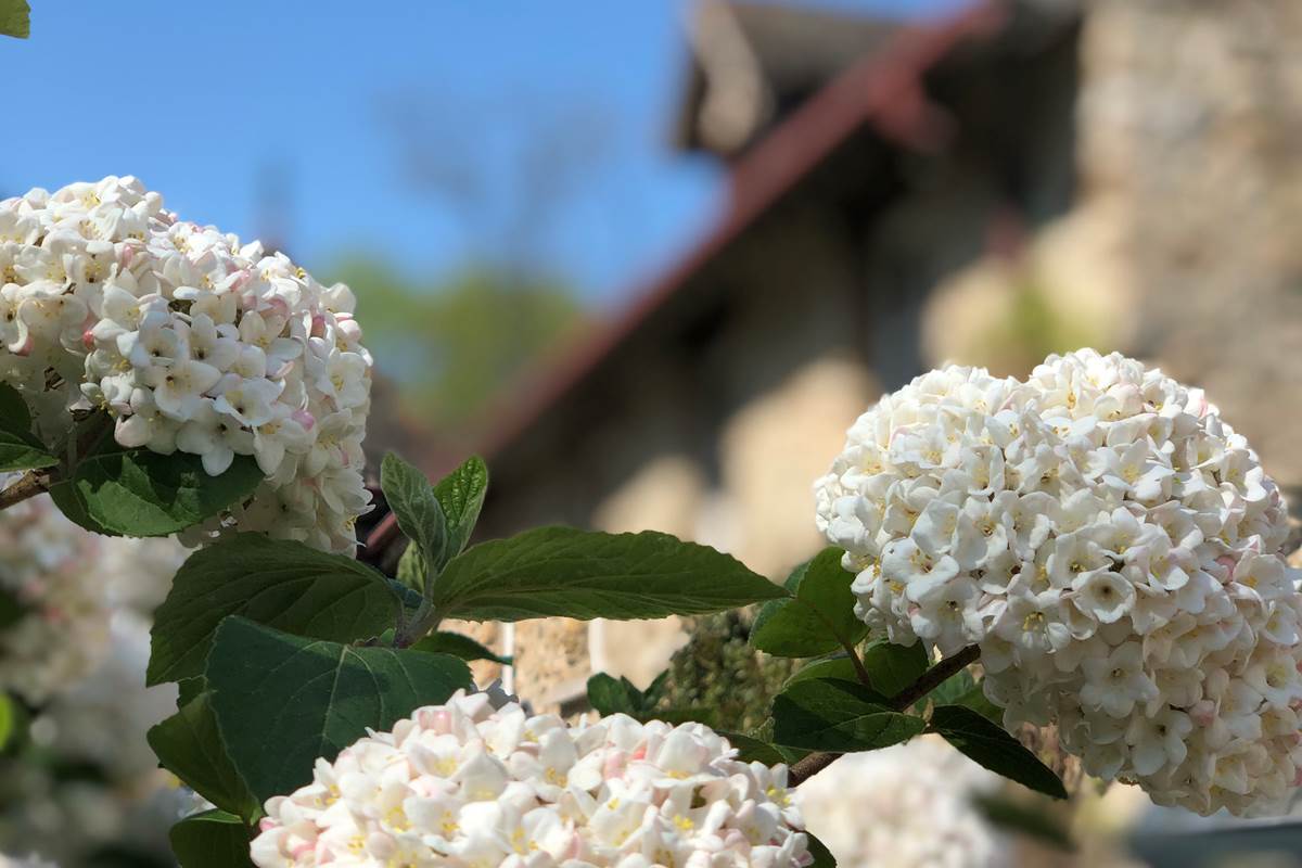 Le Clos Saint Lubin - Les fleurs