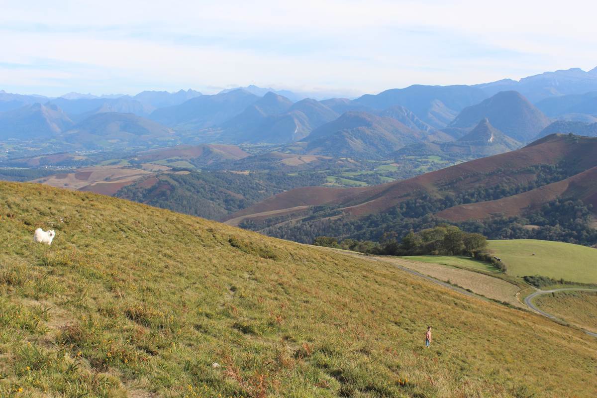22 Pyrénées chiens acceptés