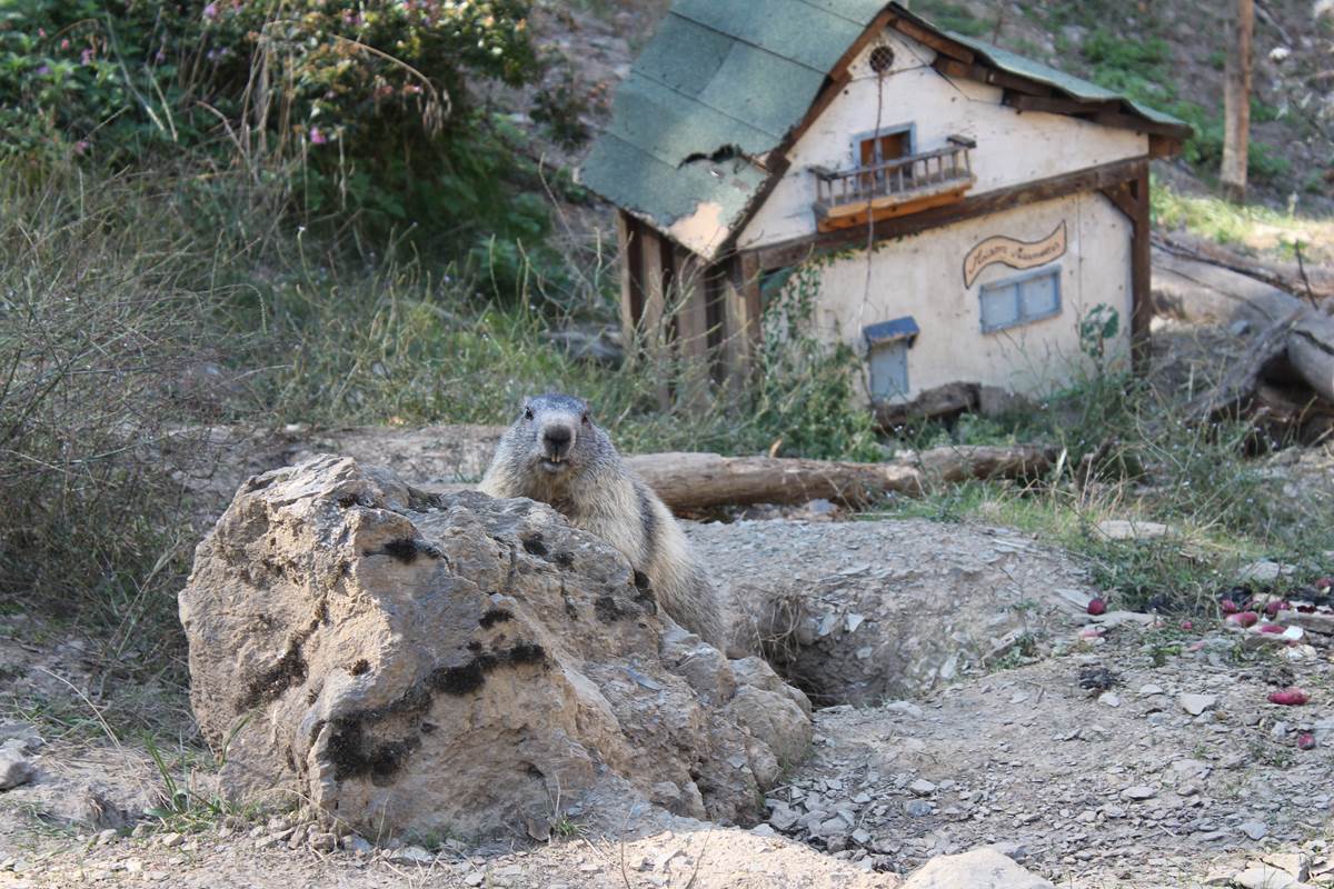 29 Parc'Ours Pyrenees atlantique