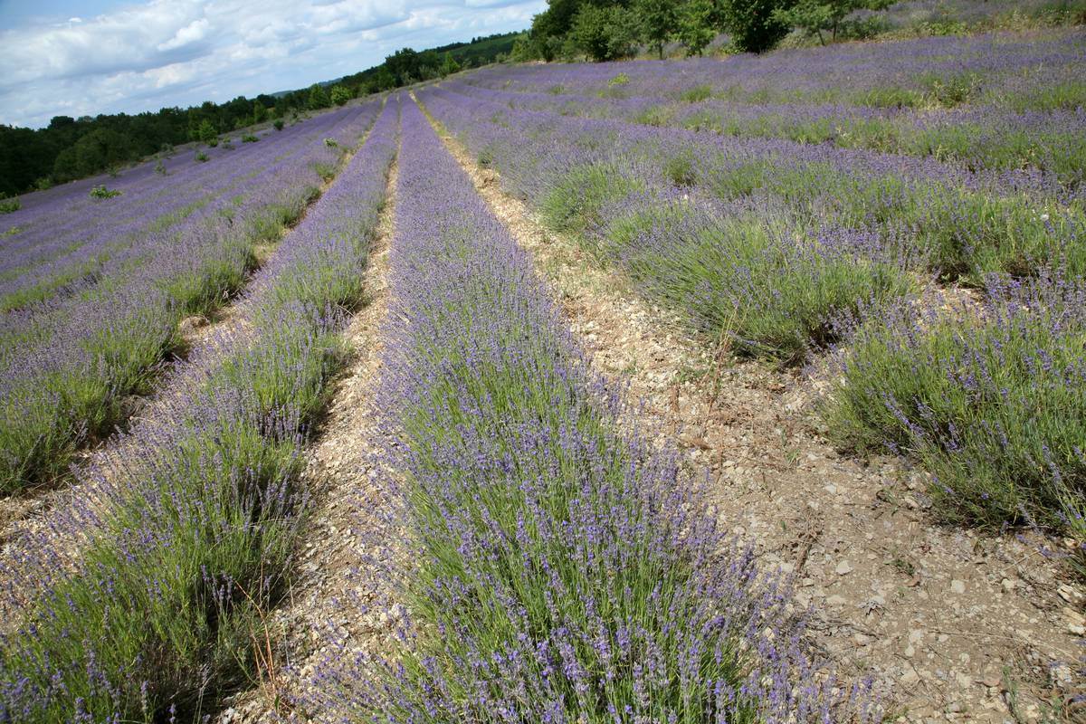 Champs de lavande - Lot