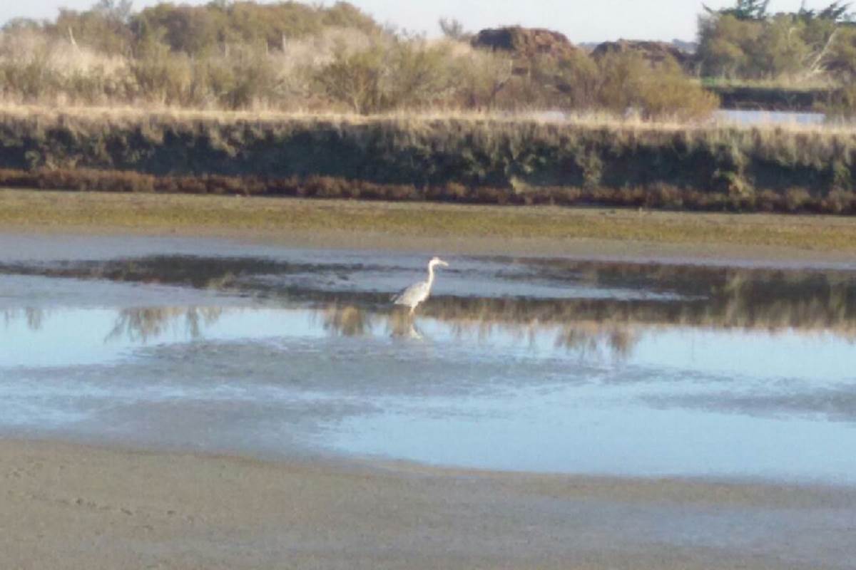 Le héron dans ses marais