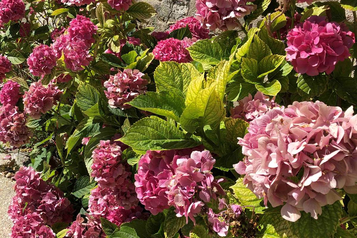 Le Clos Saint Lubin - Les fleurs