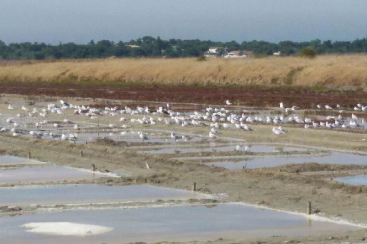 Marais salants