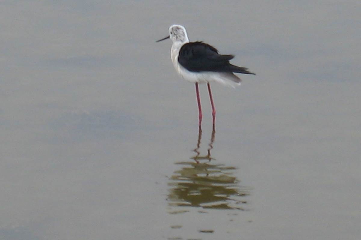 Grue
