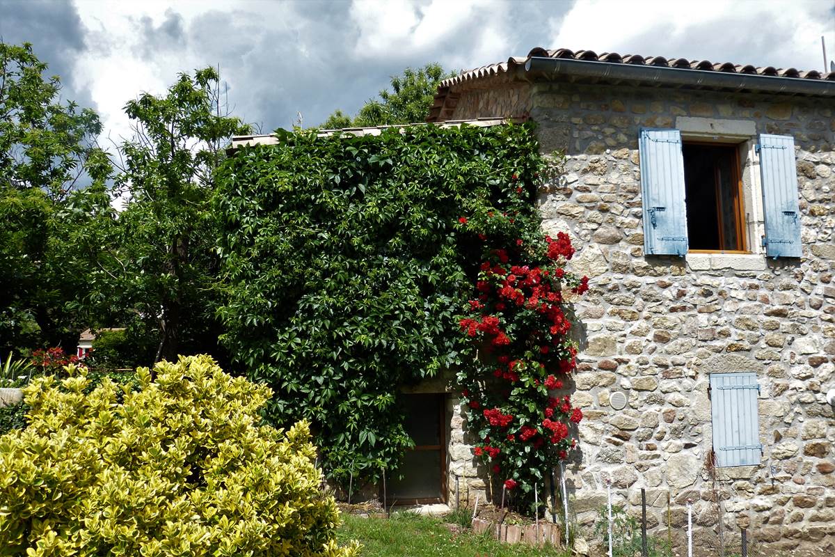 façade avec rosier etfusain