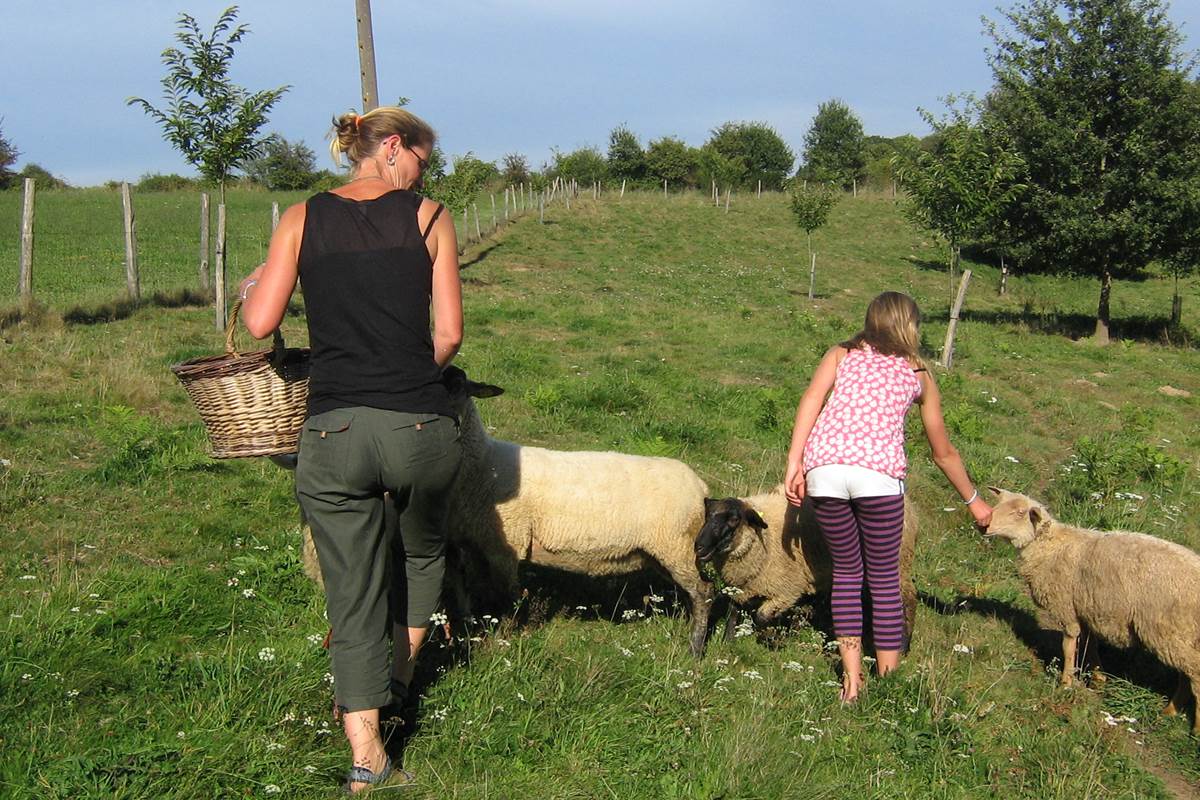 moutons