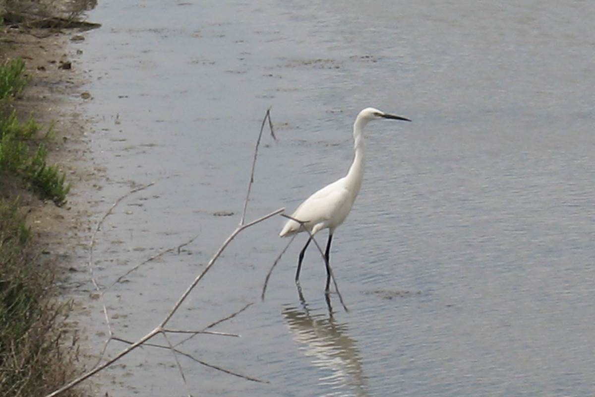 Aigrette