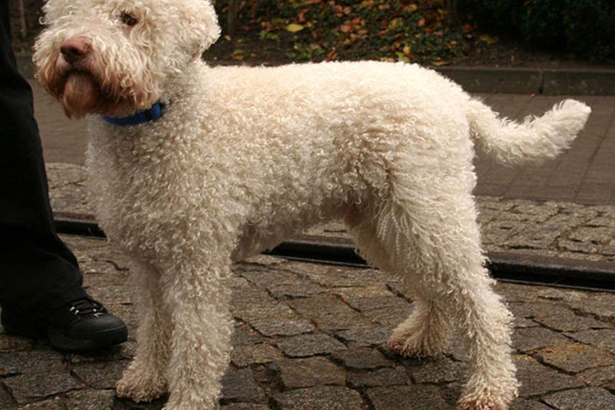 Lagotto_romagnolo_photo