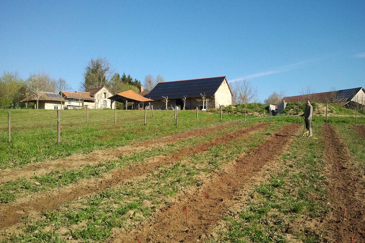 druiven planten