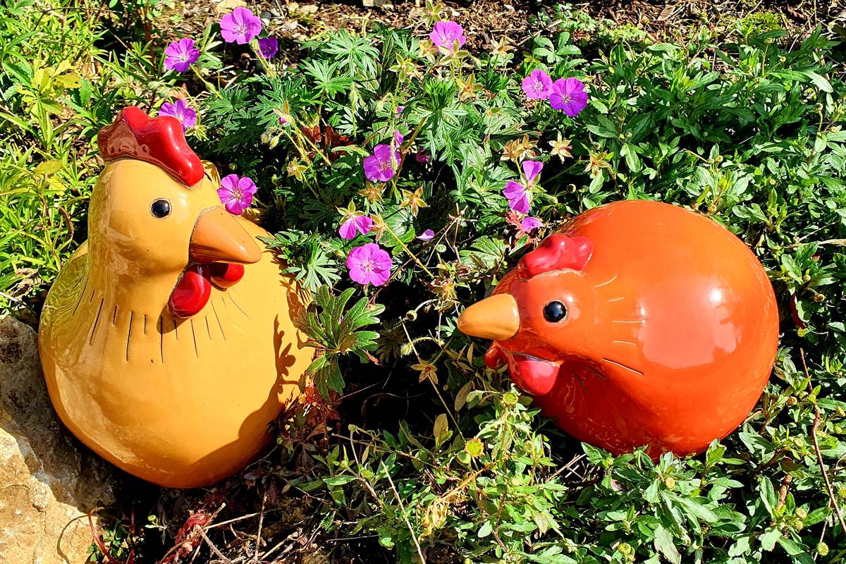 Les poulettes du gîte Le Cantalou