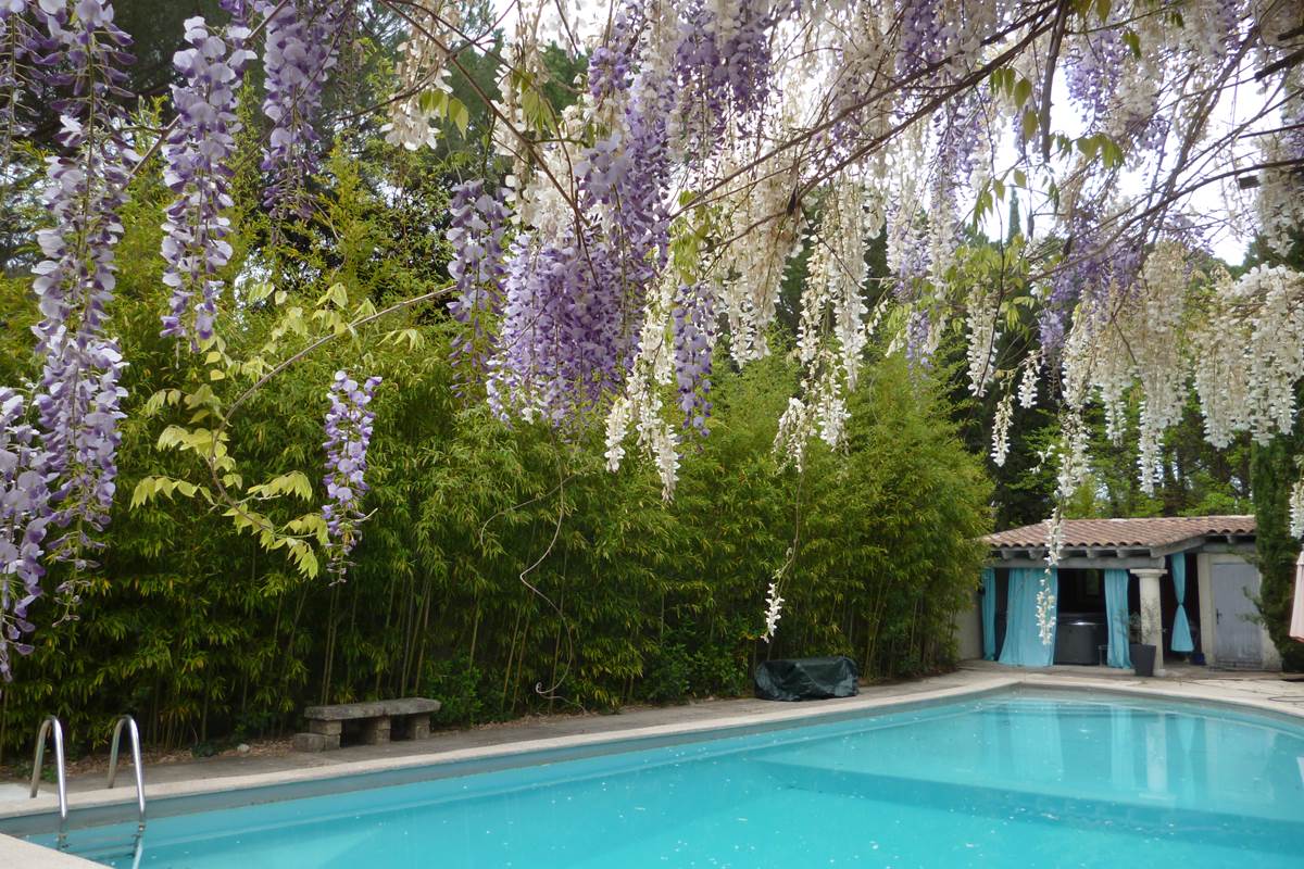 La glycine tombant sur la piscine