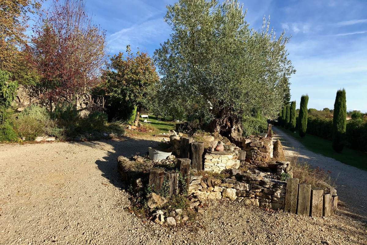Notre olivier sous le soleil de novembre