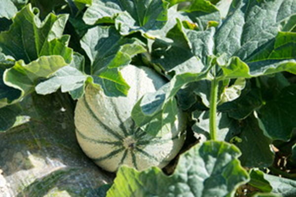 melon du Quercy