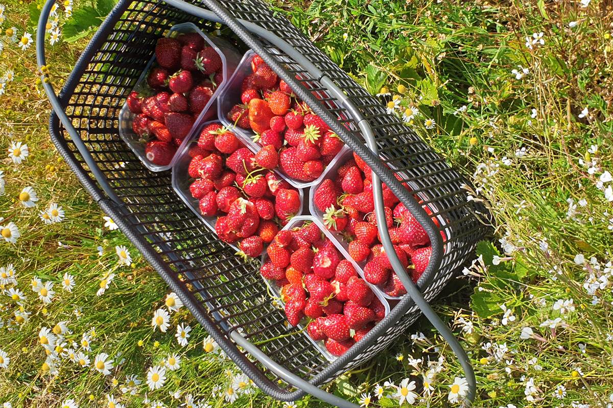 La cueillette de fraises