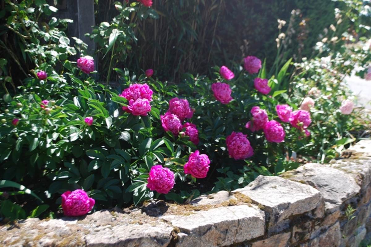 massif pivoines au Ranch des Lacs Hotel de Charme