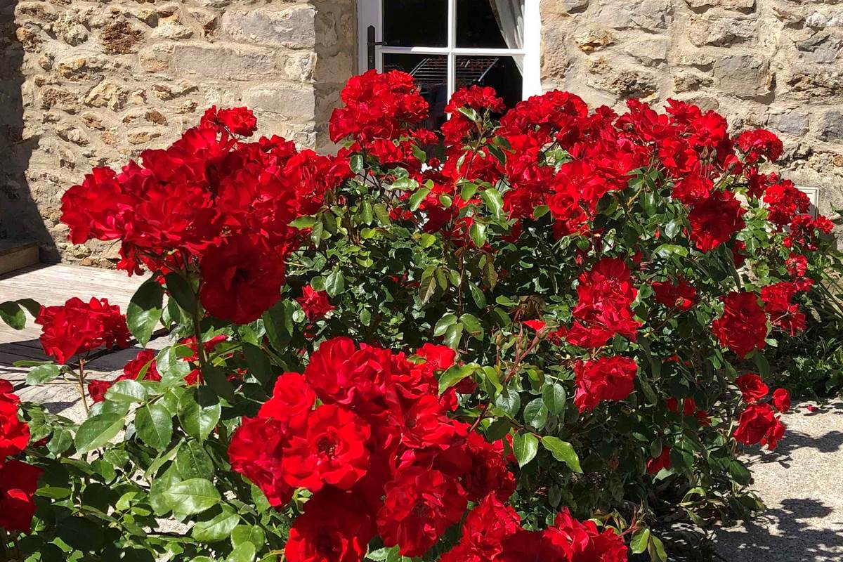 Le Clos Saint Lubin - Les fleurs