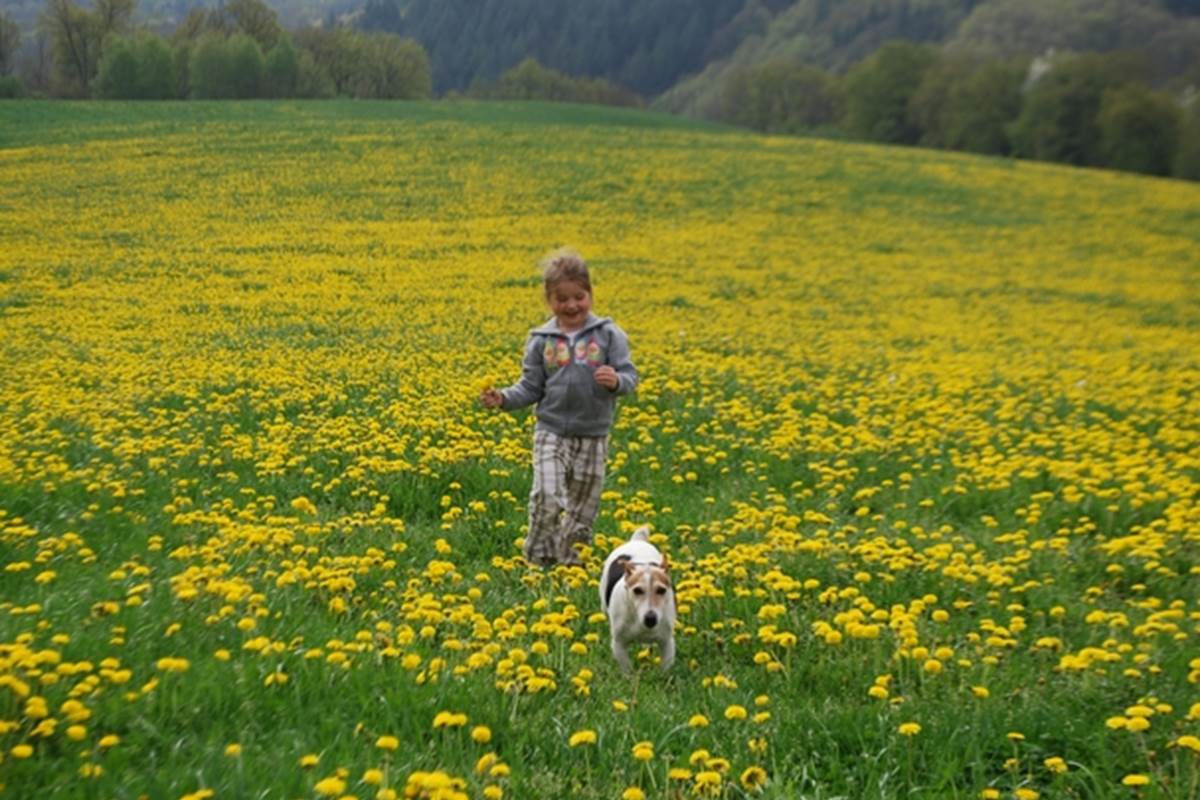 printemps, pissenlits, évasion, la Nature se réveille au Ranch des Lacs