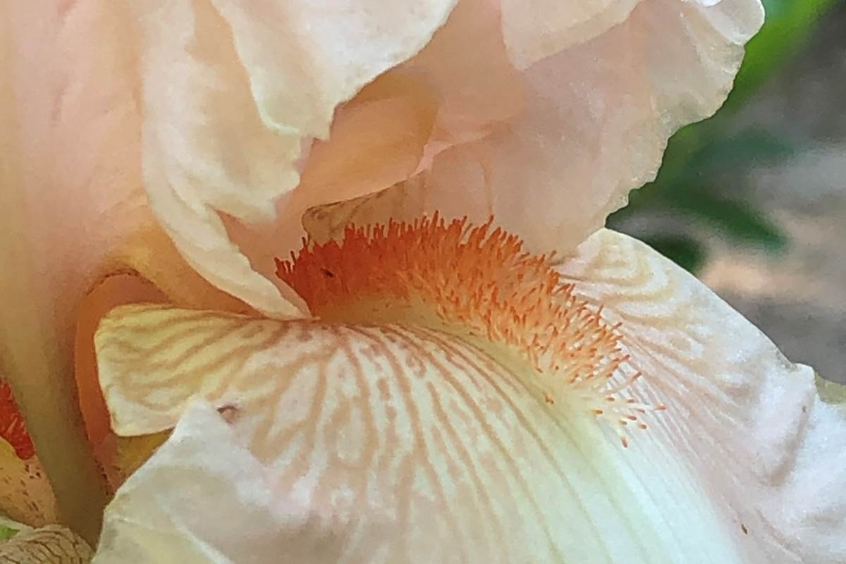 Le Clos Saint Lubin - Les fleurs