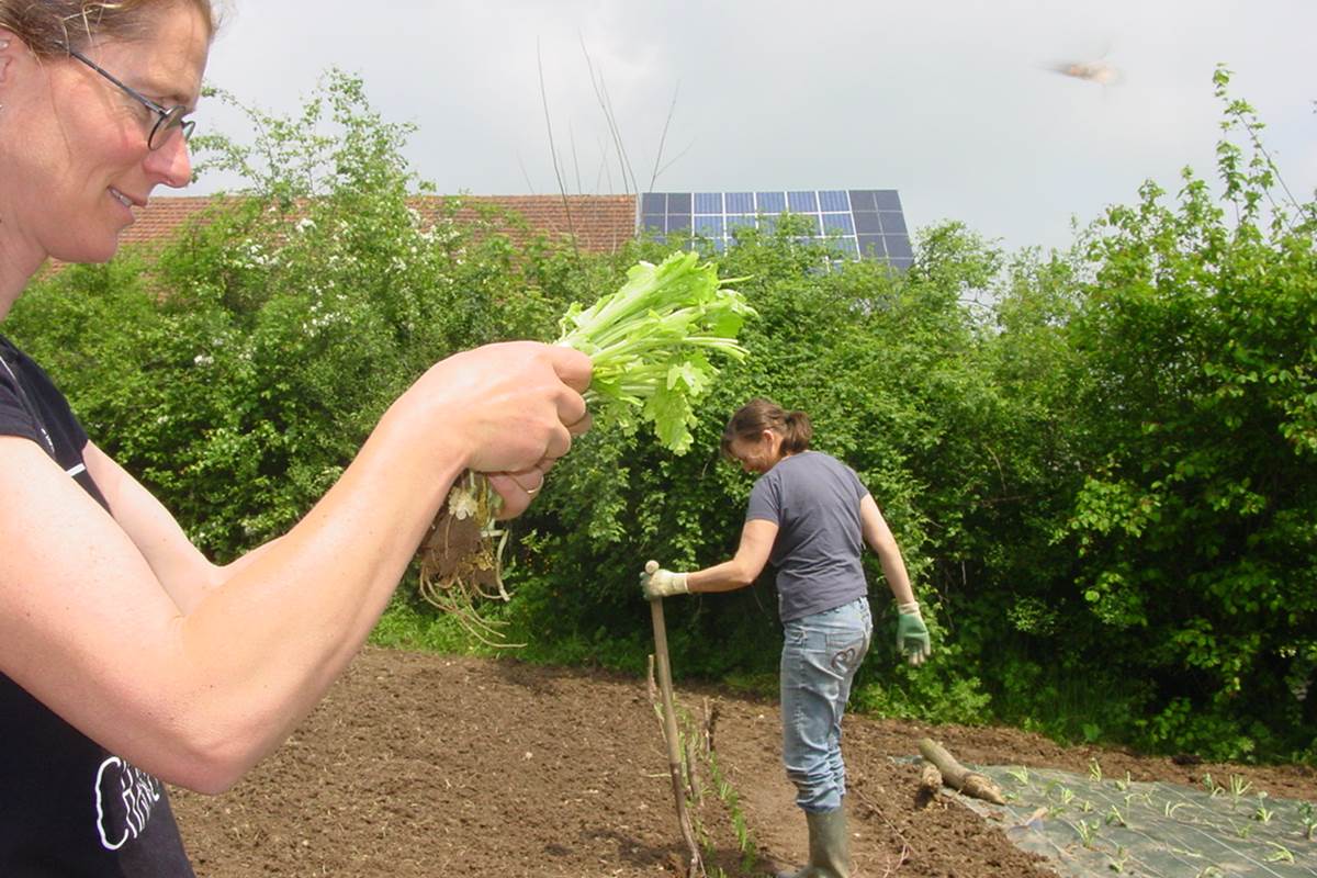 les légumes de notre table d'hote