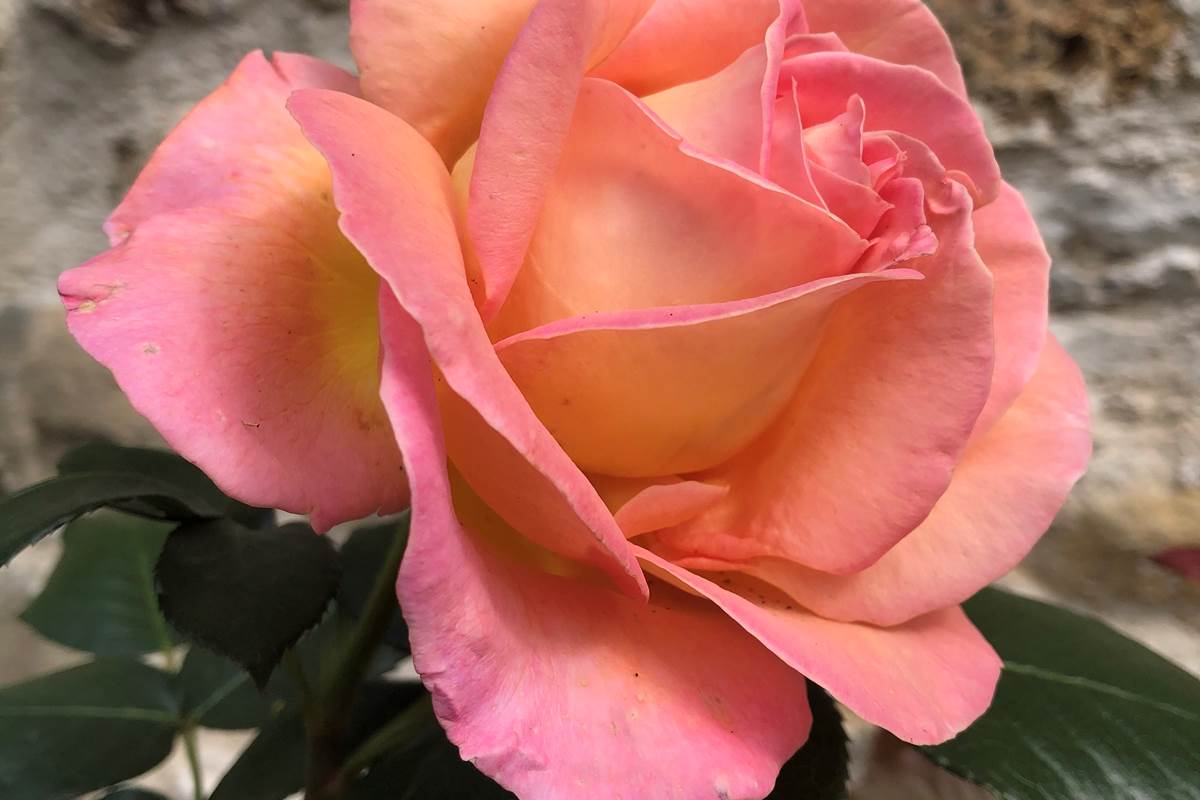 Le Clos Saint Lubin - Les fleurs