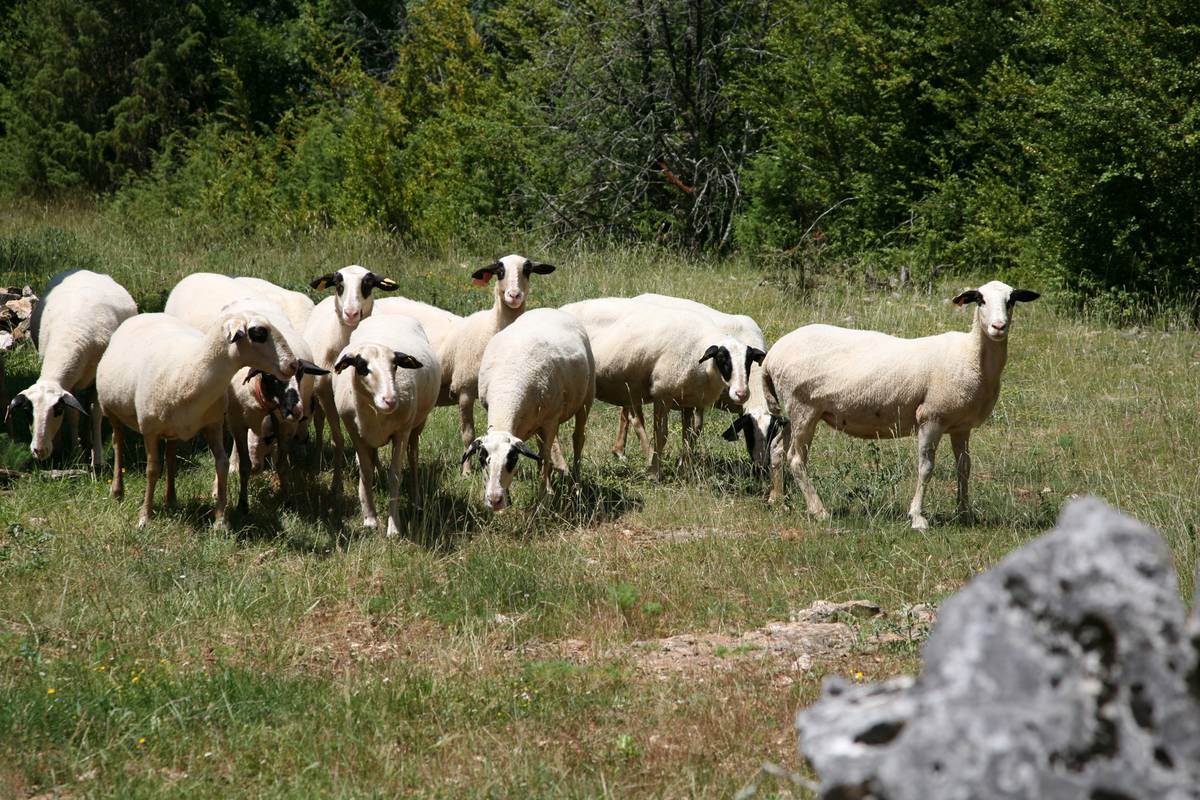 Moutons à lunettes - Lot