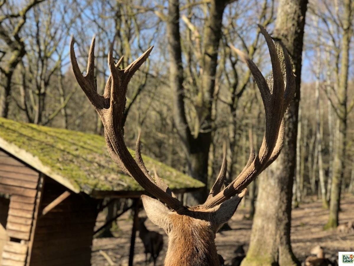 parc a gibier 5