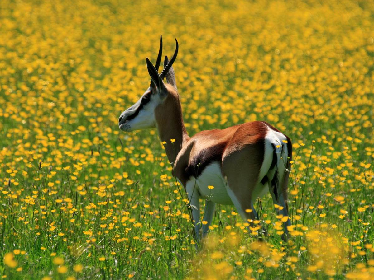 springbok